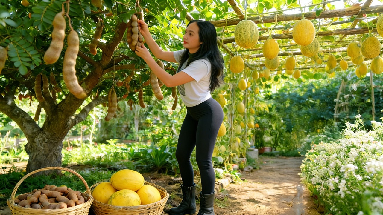 Girl Leave Office Life – Harvest Tamarind And Cantaloupe To Sell And Earn Money – Live A Simple Life