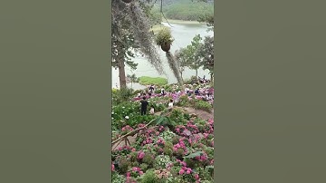 Hoa cẩm tú cầu đẹp ở quán cafe bờ hồ thơ mộng.