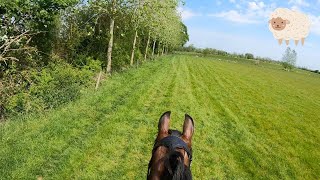 We FINALLY made it to the sheep field | Helmet Cam