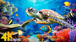 Под Красным морем 4K — великолепные коралловые рифовые рыбы и морские черепахи, музыка для мирной