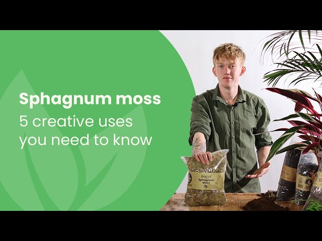 Sphagnum Moss