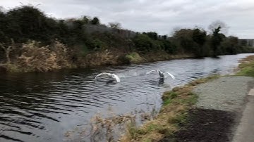 Swans landing on Royal Canal - Dublin