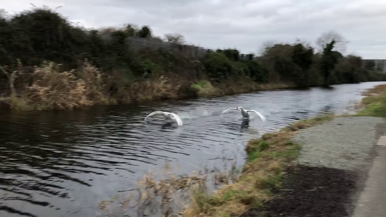 Swans landing on Royal Canal - Dublin