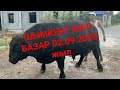 Мал базар шымкент 2020 жыл.2-қыркүйек. МАЛ БАЗАР ҚАЙНАДЫ🔥.БҰЗАУЛАР ҚОРАМЕН САУДАЛАНДЫ🙆‍♂️.Адам саны🙄