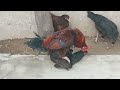 Rooster Mating video 358