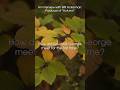 Will Ackerman on “Autumn” Part 1 #solopiano #georgewinston #autumn #fallmusic #classical #fallvibes