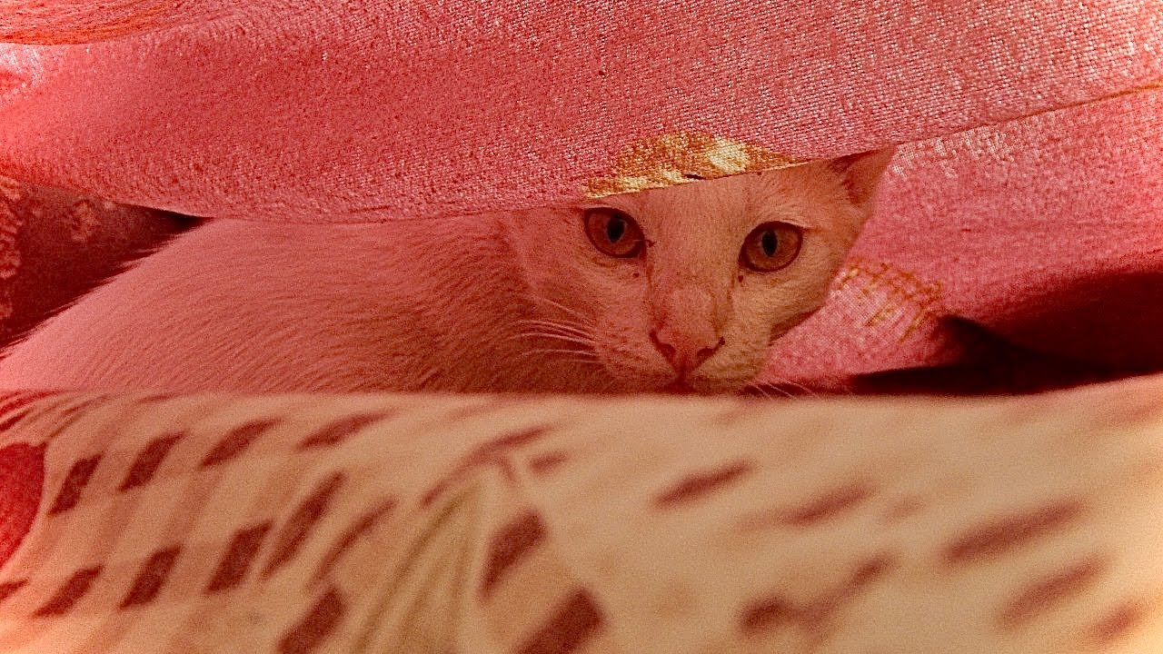 play-time-for-cats-youtube