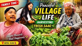 Simple Village Life 😍 | Family Time &amp; Fresh Mustard Harvest | 