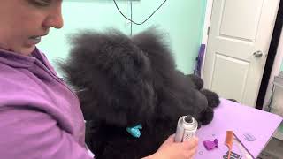 How to Spray Up a Poodle for Show