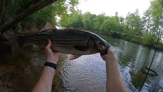 Striper Fishing Lower Saluda River (bank fishing)