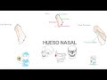 Hueso Nasal