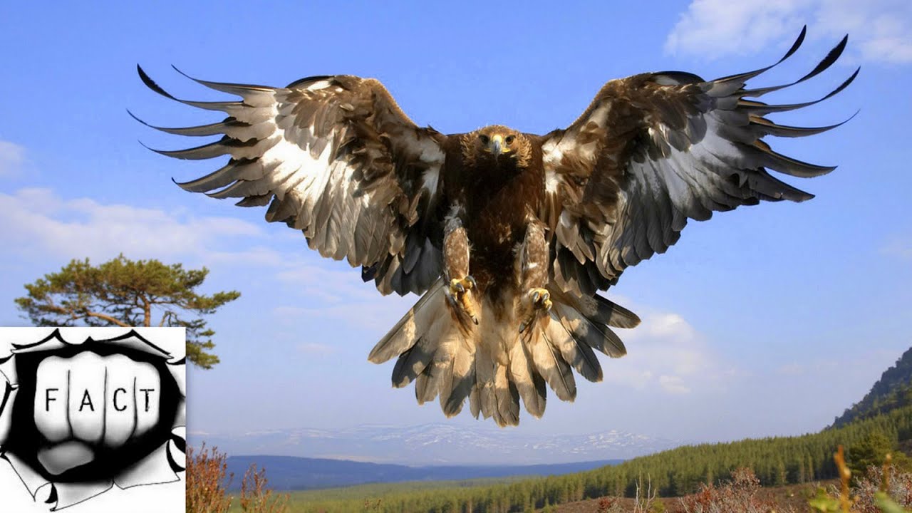 world largest eagle