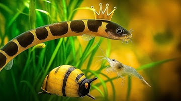 Best Tank Cleaners That REALLY Help - Freshwater Clean Up Crew Ultimate Guide