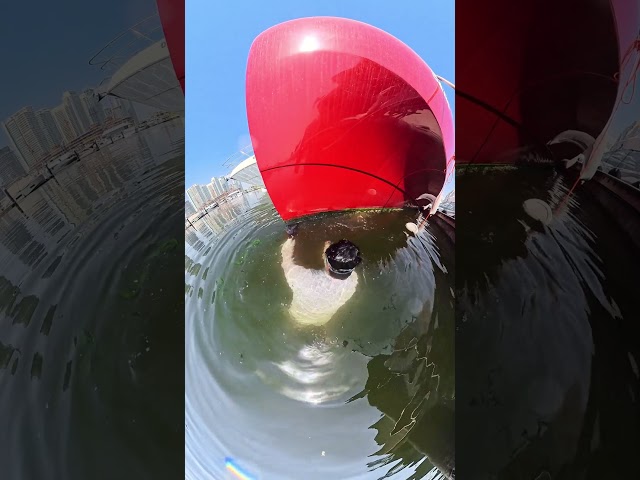 Barnacle deportation