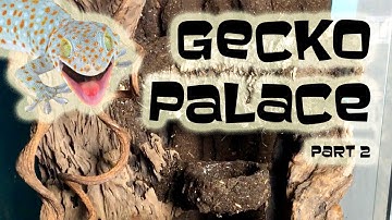 TOKAY GECKO PALACE: A large scale DIY Vivarium build part 2