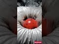 metal ball heated burns stuff #satisfying