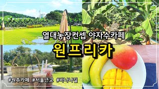 [원주카페] 서울근교 열대농장 신상카페 원프리카 🌴 / 바나나를 볼수 있는 한옥카페 / 바나나길 /  원주맛집 / 카페핫플 / 이색카페 / 테마카페