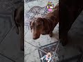 Buba....#jasz #mazsola #dachshund #love #doglife idézet
