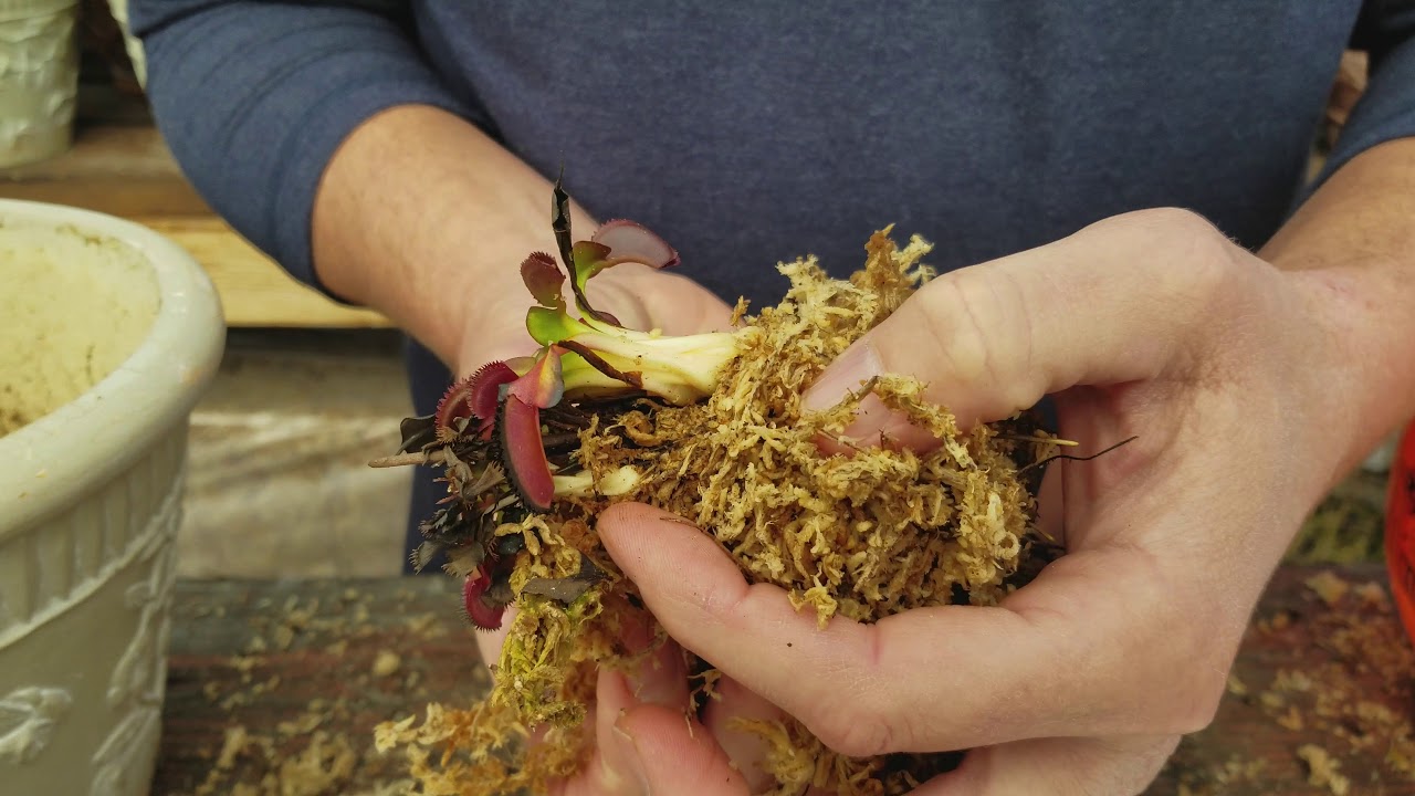 Unpotting and dividing Venus flytraps