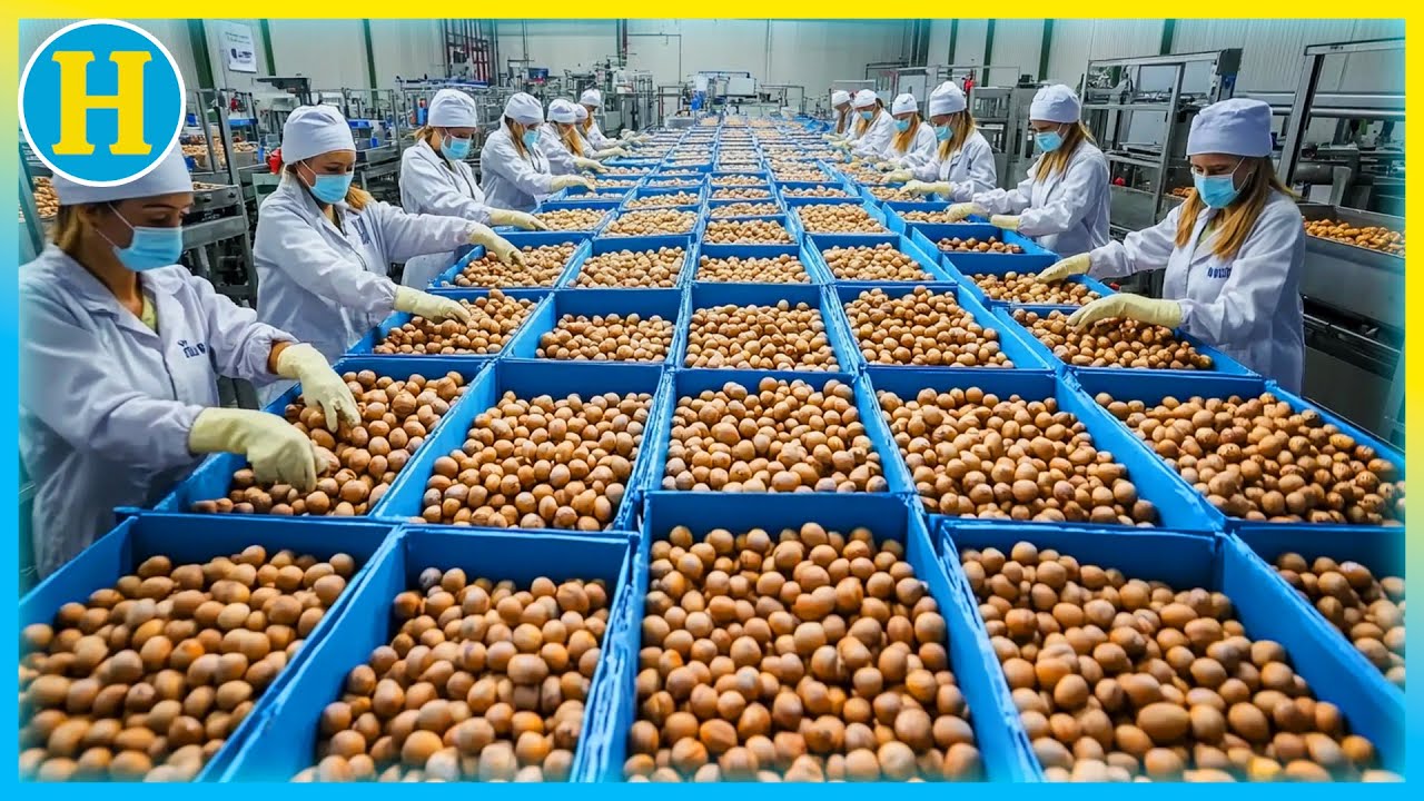 From Harvest to Packaging: Discover the Hazelnut MEGA FACTORY in Action
