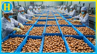 From Harvest To Packaging Discover The Hazelnut Mega Factory In Action