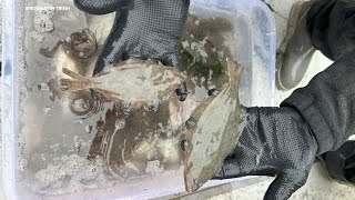 New study of San Francisco Bay fish confirms concentrations of PFAS aka 'forever chemicals'