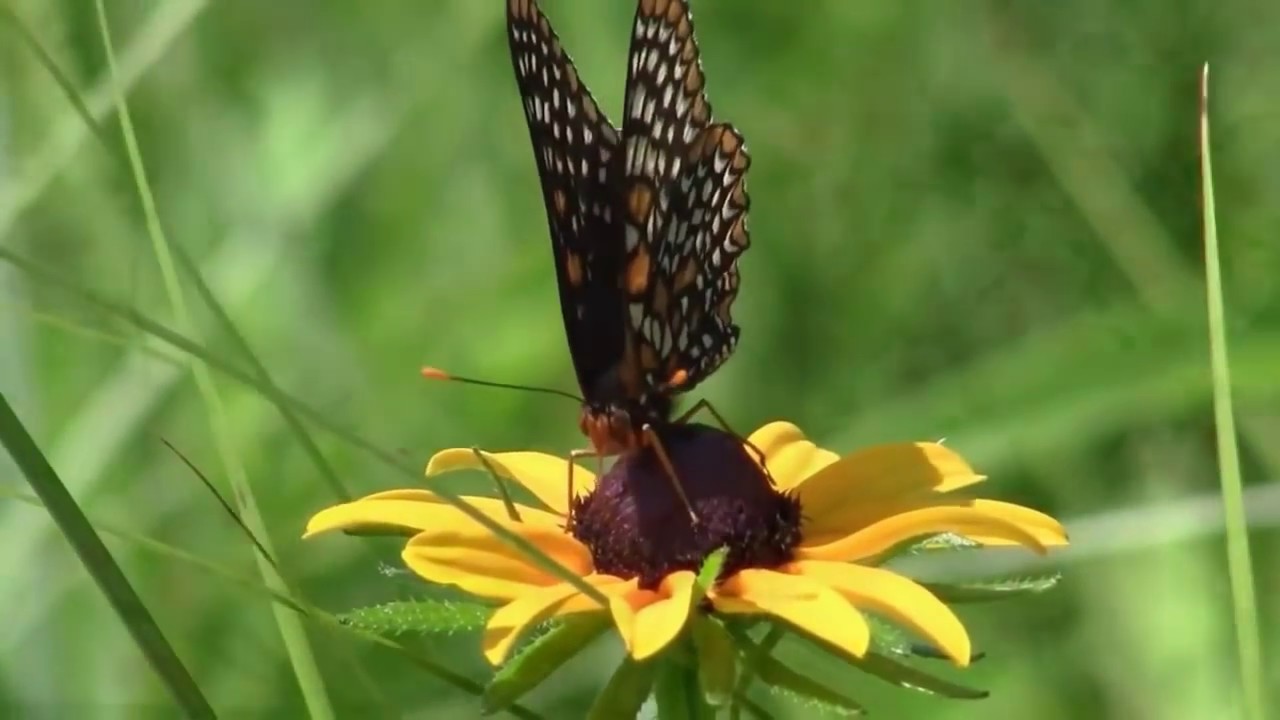 Aullagas. Miguel Ángel.  cmfHD CHARANGUEADA