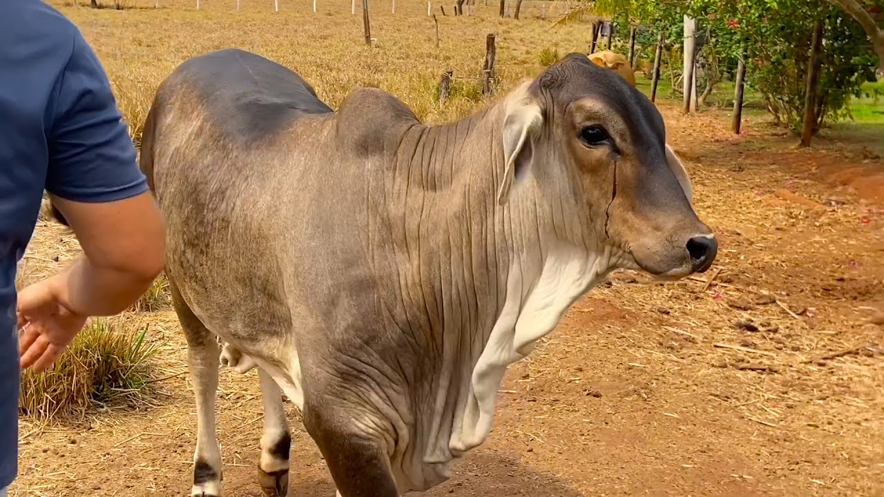 RAÇÃO DE ENGORDA PARA NOVILHAS/VACAS  UMA ARROBA POR MÊS - ENGORDA RÁPIDO! EDMILSON ADORNO