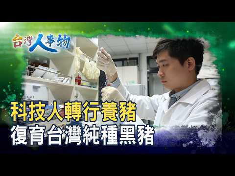 Restoring the "Taiwanese Purebred Black Pig" | Chun Fa Cheng Farm | [People and Things of Taiwan]...