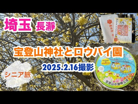 [秩父 長瀞]宝登山ロープウェイで満開のロウバイ園へ/宝登山神社参拝(2025.2.16撮影)