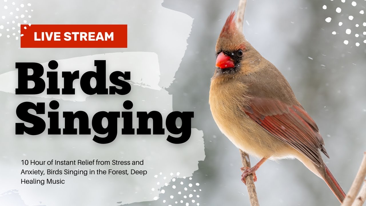 10 Hour of Instant Relief from Stress and Anxiety, Birds Singing in the ...