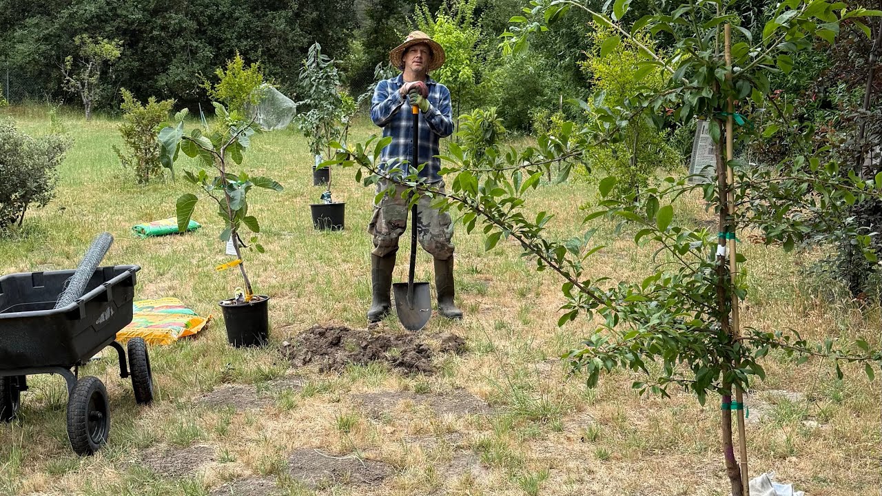 Costco fruit trees. Some of their great selection this year! 