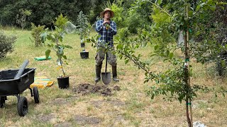 Costco fruit trees. Some of their great selection this year! #FoodForest #FruitTrees #Gardening