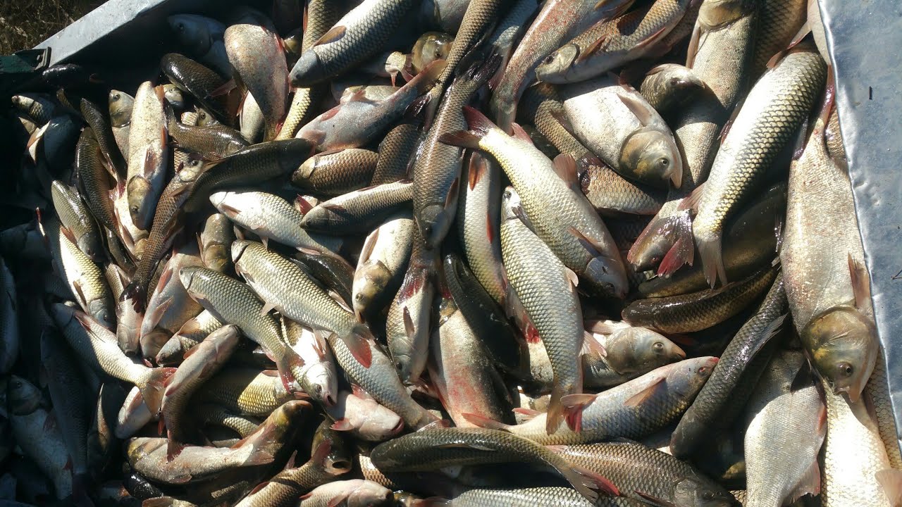 Fish Loading Fish Loading On Truck / Fish Farming / Latest Video 2021 / Fish Farm ...