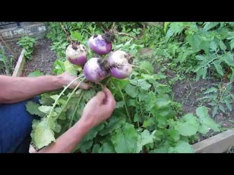 Video: Why The Turnip Doesn't Grow