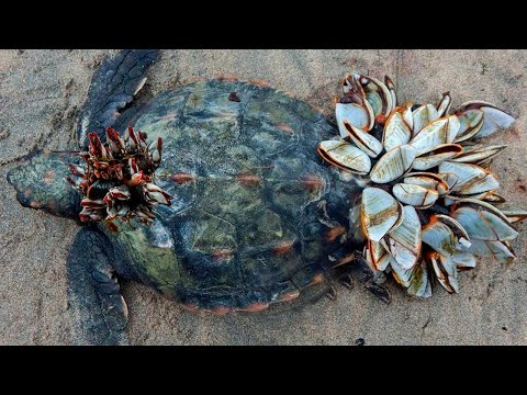 Видео: Паразиты чуть не съели бедное животное, но помощь человека дала второй шанс этой черепахе