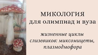 картинка: Микология для олимпиад и экзаменов | жизненные циклы слизевиков: Plasmodiophora, миксомицеты