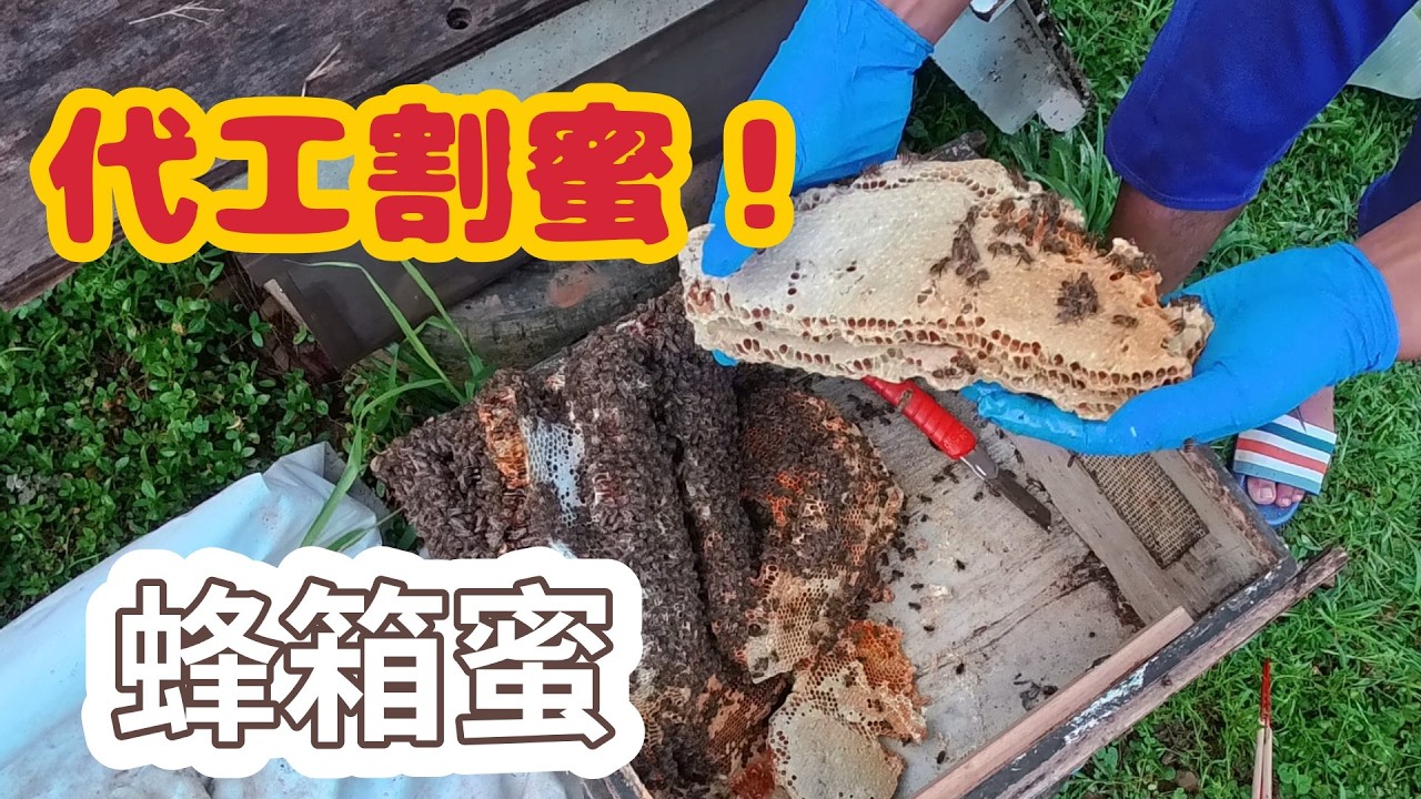 蜂箱自然野放的蜂蜜-跟著阿浦開箱真實的野蜜吧 縮圖