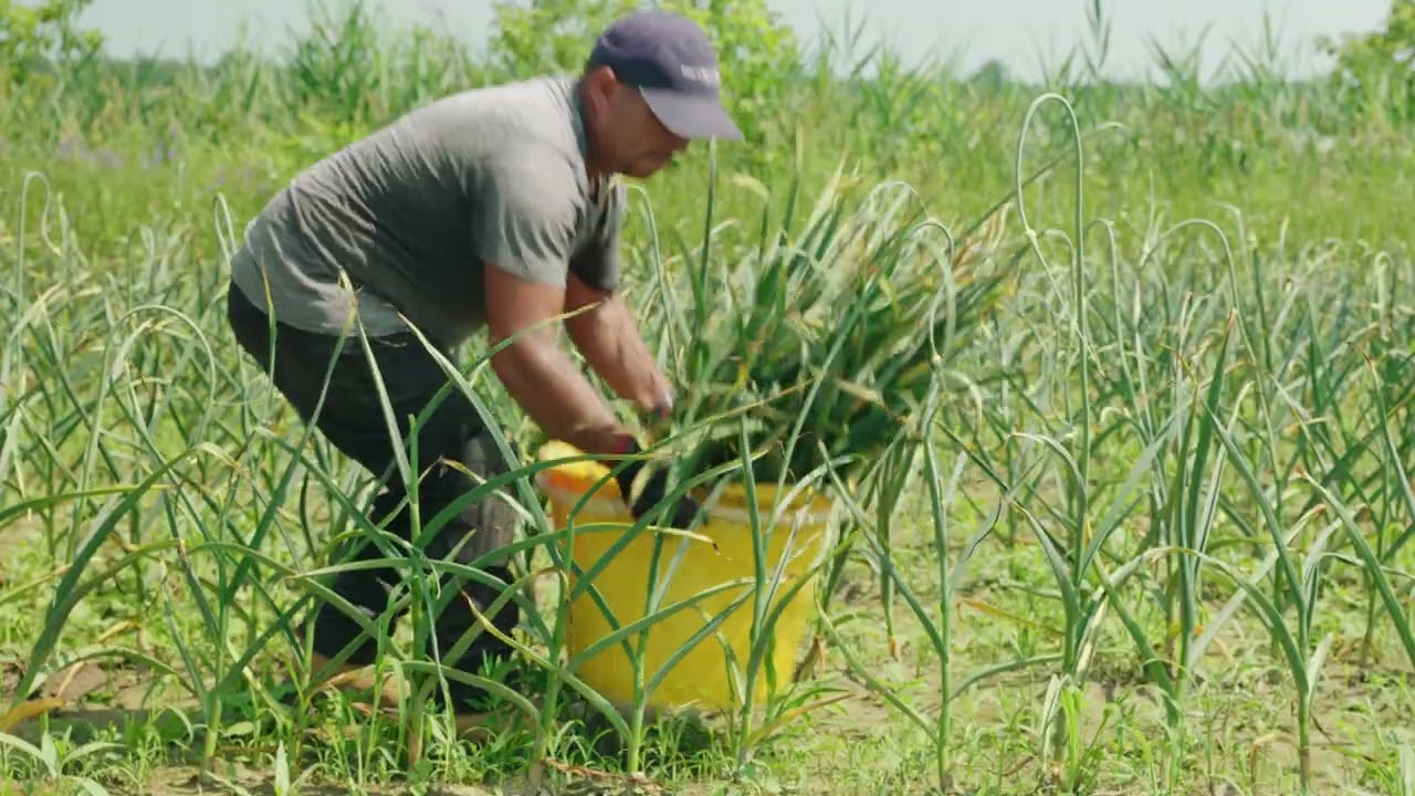 Récolte de l’ail en bâton