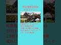 【18秒解説】中山金杯2024エピファニー #shorts #競馬予想