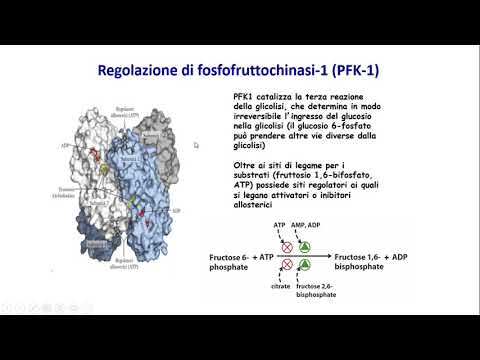 16. Regolazione coordinata di glicolisi e gluconeogenesi