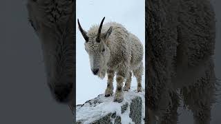 Surviving the Blizzard: Epic Mountain Goat Encounter 🏔️ #wildlife #nature #viral #mountains #short