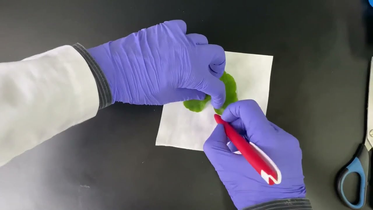 Transpiratsiya jadalligini aniqlash. Barg ustki va ostki qismida transpiratsiyaning borishi