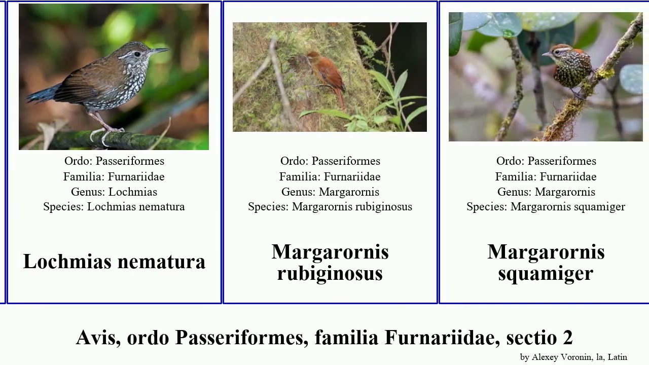 Avis, ordo Passeriformes, familia Furnariidae, sectio 2 leptasthenura geositta lepidocolaptes bird