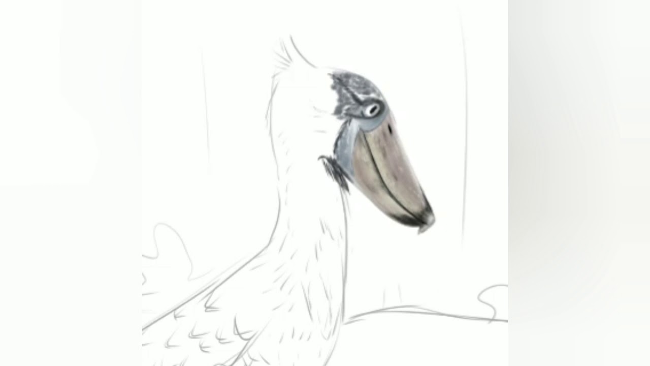 Shoebill Stork Wildlife Nature Bird Illustration 