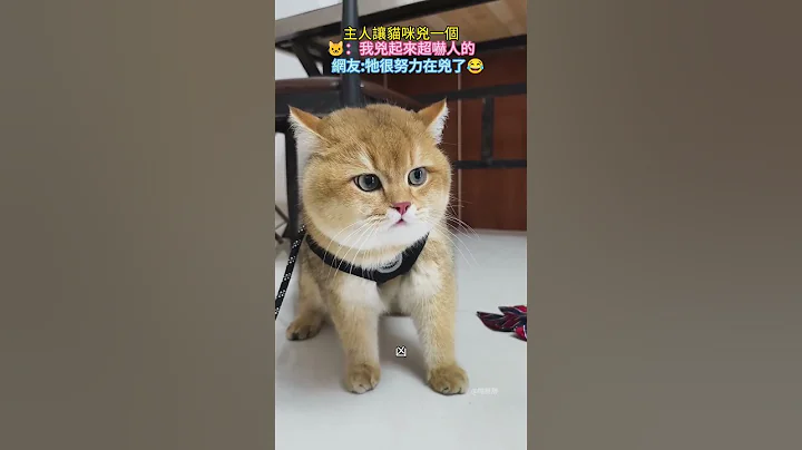 主人讓貓咪兇一個 貓🐱：我兇起來很嚇人的！網友：喵真的很努力在兇了🤣 #cat #cute #funny #funnyshorts #shorts