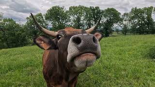 Curious cow just off the Via Podiensis, Montredon, Lot, France