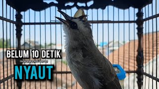 trucukan gacor TARUNG ROPEL PANJANG pancingan trucukan agar bunyi jadikan burung trucuk gacor EMOSI
