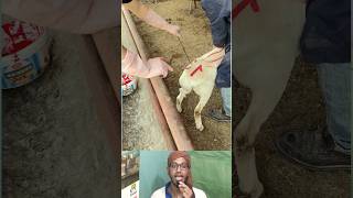 Incredible Sheep Marking | খামারের ভেড়া নাম্বারিং করার এই চমৎকার দৃশ্যটি দেখুন #wow #useful #shorts
