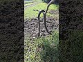 Snake catch and release at Radloff Park, Somerset West